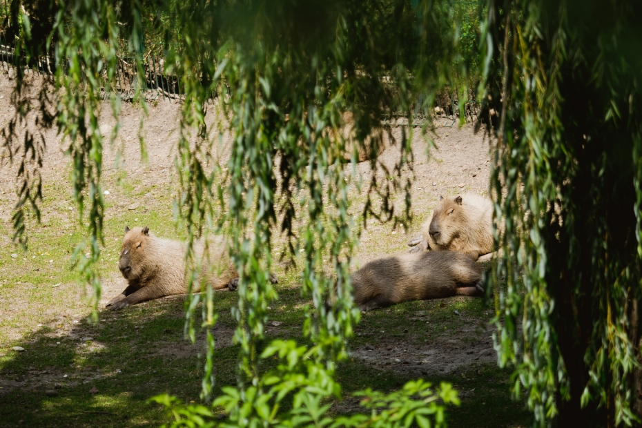 kapibara gdańsk